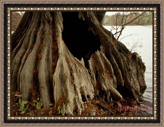Raymond Gehman Close Up of The Base of a Bald Cypress Tree at Water's Edge Framed Painting