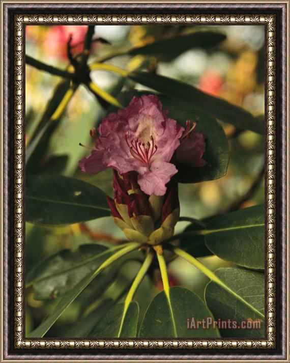 Raymond Gehman Close View of a Blooming Rhododendron Framed Painting