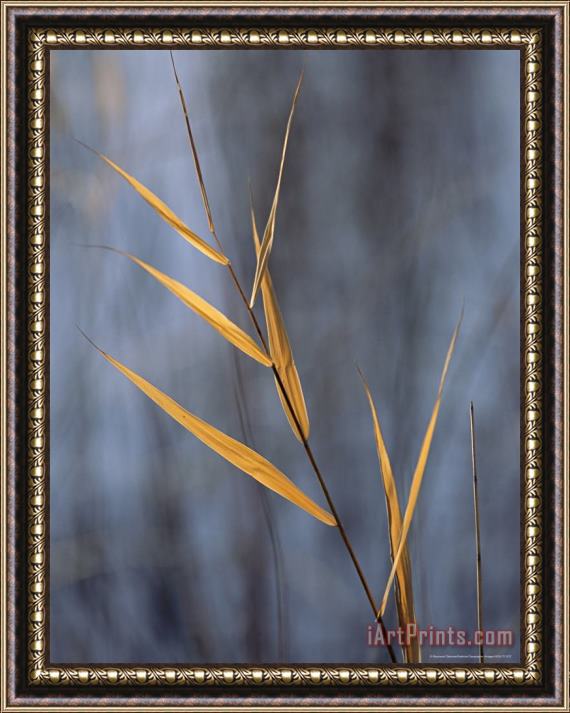 Raymond Gehman Close View of a Stalk of Grass in Grass River Provincial Park Framed Print
