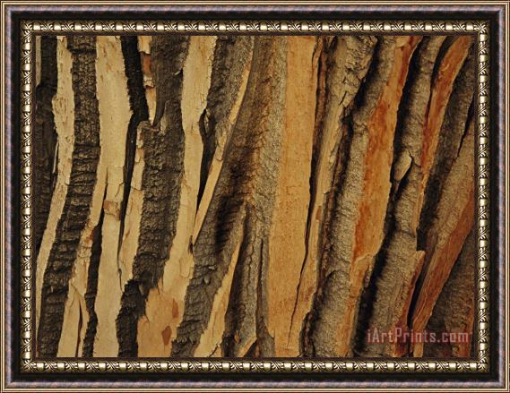 Raymond Gehman Close View of Bark on an Old Growth Cottonwood Tree Framed Painting