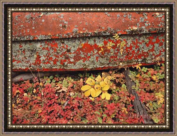Raymond Gehman Close View of Fall Foliage And a Lichen Covered Rowboat Framed Painting