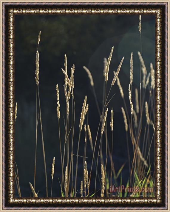 Raymond Gehman Close View of Grasses Illuminated by The Sun Framed Painting