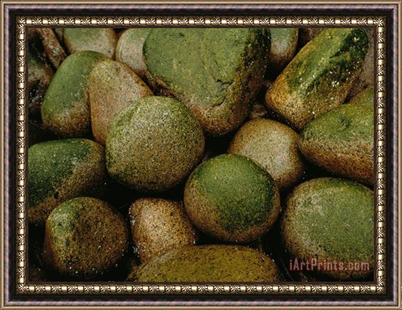 Raymond Gehman Close View of Moss Covered Stones in Rain Framed Print