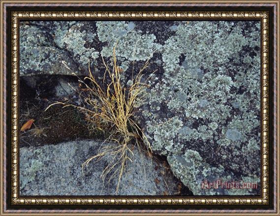 Raymond Gehman Clump of Dried Grass Sprouts Between Lichen Covered Rocks Framed Print