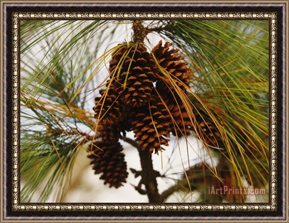 Raymond Gehman Cluster of Long Leaf Pine Needles And Cones Framed Print