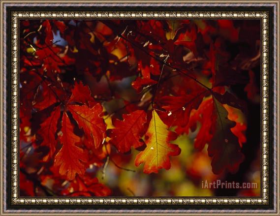 Raymond Gehman Clusters of Colorful Oak Leaves in Fall Colors Framed Painting