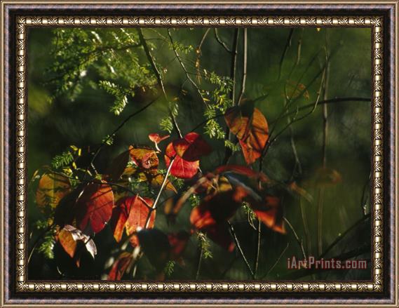Raymond Gehman Colorful Red Osier Dogwood Leaves Among Eastern Hemlock Twigs Framed Print