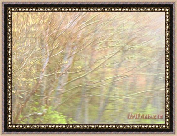 Raymond Gehman Colorful Trees in Autumn Hues Along Coastal Highway 1 Framed Painting