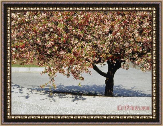 Raymond Gehman Crabapple Tree in Bloom Framed Print