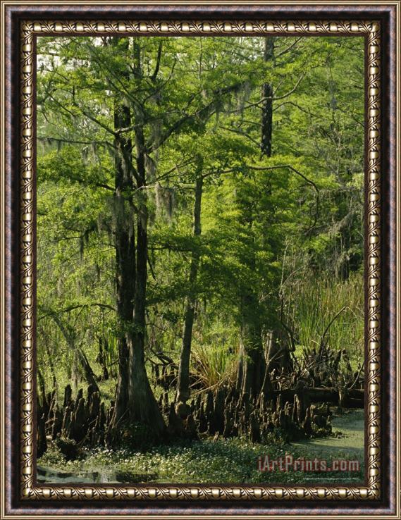 Raymond Gehman Cypress Trees with Knees Growing in a Swamp Framed Print