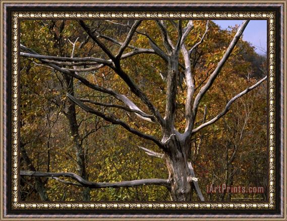Raymond Gehman Dead Tree Snag with Autumn Hued Trees Around It Framed Print