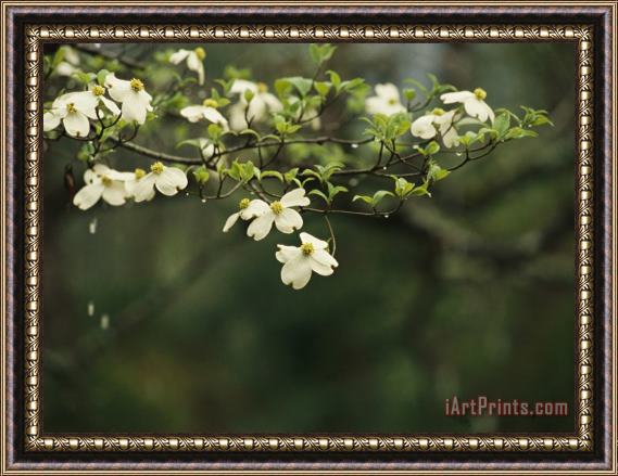 Raymond Gehman Delicate White Dogwood Blossoms Cover a Tree in The Early Spring Framed Print