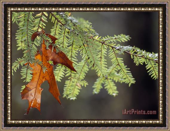 Raymond Gehman Detail of Oak Leaf Caught in Hemlock Branch in Paint Creek Area Framed Painting