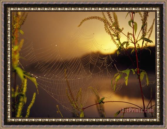Raymond Gehman Dew Glistening in a Spider's Web at Sunrise Framed Painting