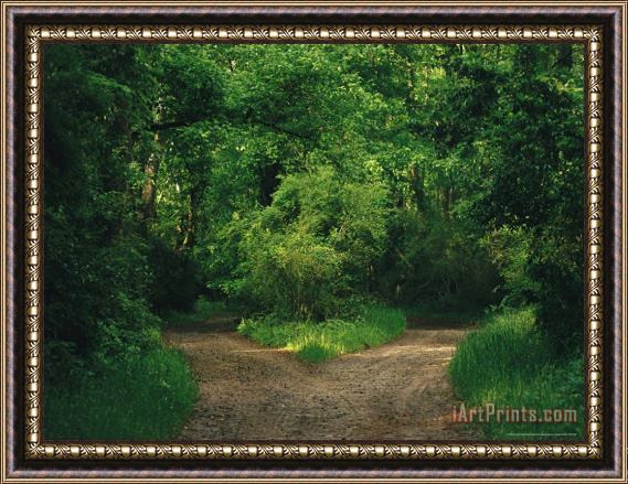 Raymond Gehman Diverging Trails in a Woodland Framed Painting