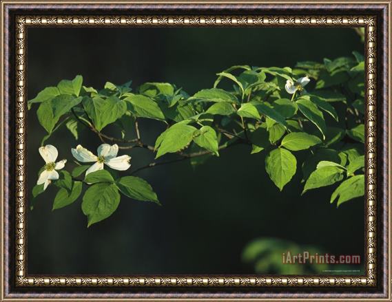 Raymond Gehman Dogwood Tree Branch with Blossoms Framed Print