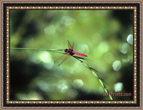 Raymond Gehman Dragonfly Yangdi Valley Guilin Guangxi China Framed Print