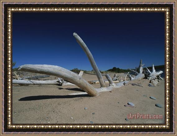 Raymond Gehman Driftwood Sits on a Beach in The Apostle Islands Framed Print