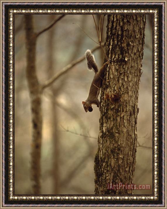 Raymond Gehman Eastern Gray Squirrel on a Tree Trunk with a Nut in It's Mouth Framed Painting
