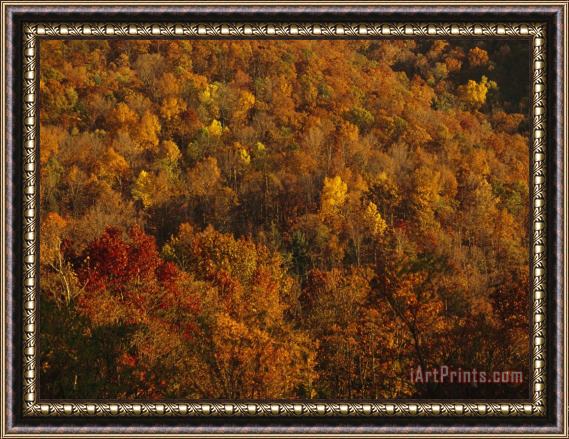 Raymond Gehman Elevated View of Forest Stand of Oaks And Maples in Autumn Hues Framed Painting