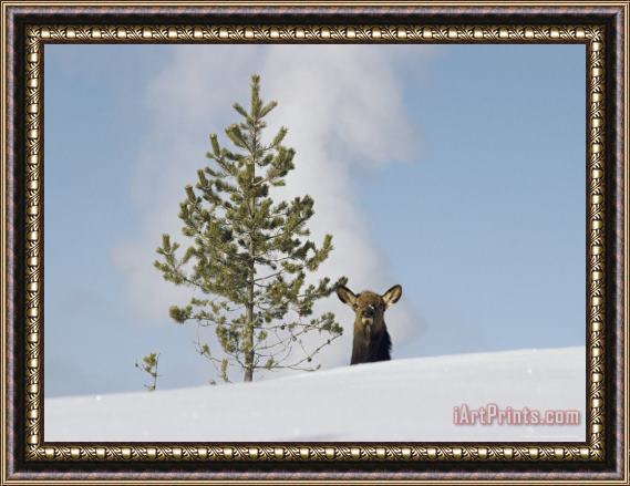 Raymond Gehman Elk Or Wapiti And Old Faithful Geyser Yellowstone National Park Framed Print