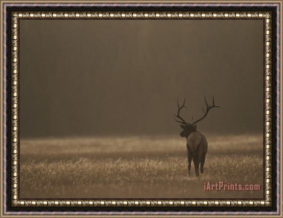 Raymond Gehman Elk Or Wapiti Bull at Sunset Yellowstone National Park Wyoming Framed Print