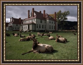 Hot Framed Prints - Elks Recline on The Grounds of Mammoth Hot Springs Yellowstone by Raymond Gehman
