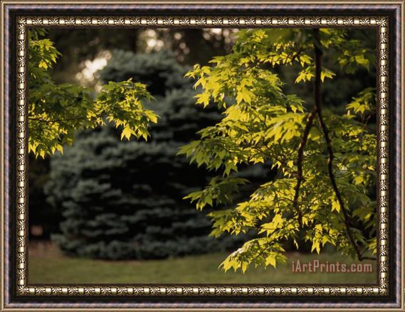 Raymond Gehman Evergreen Tree Framed by Maple Tree Branches Framed Print