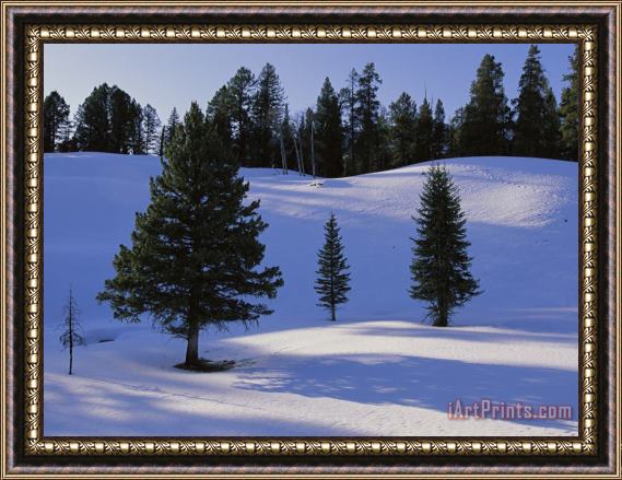 Raymond Gehman Evergreens Grace a Snowy Landscape Framed Painting