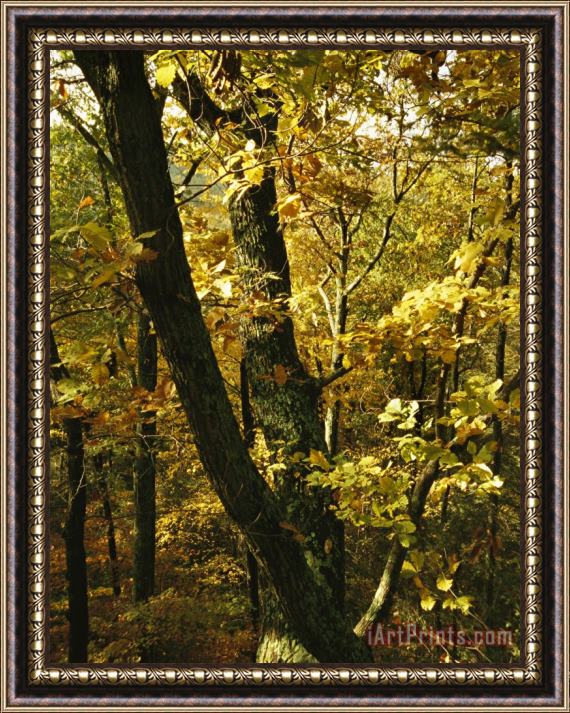 Raymond Gehman Fall Foliage in an Appalachian Trail Forest Framed Painting