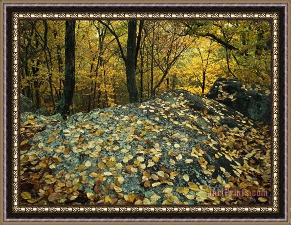 Raymond Gehman Fall Leaves on Rocks in an Appalachian Trail Forest Framed Print
