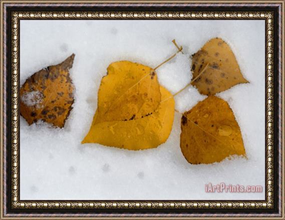 Raymond Gehman Fallen Aspen Leaves in Snow Near Moraine Lake Framed Print