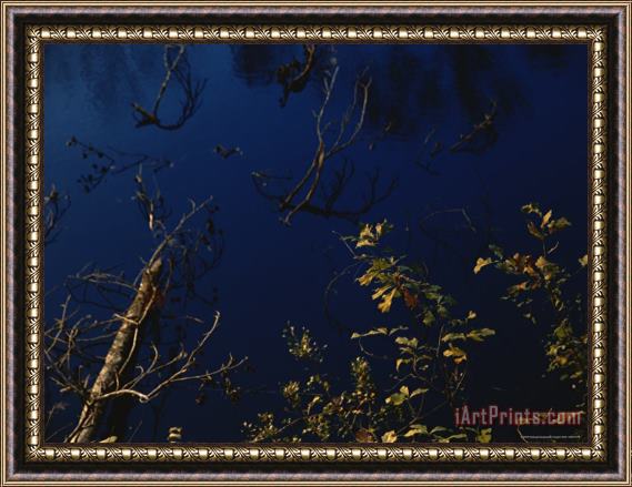 Raymond Gehman Fallen Sweet Gum Tree Lying in The Dismal Swamp Canal Framed Painting