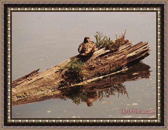 Raymond Gehman Female Mallard Anas Platyrhynchos Rests on a Submerged Log Framed Painting