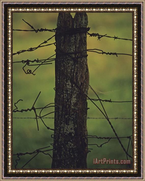 Raymond Gehman Fence Post with Tangled Knots of Barbed Wire Framed Painting