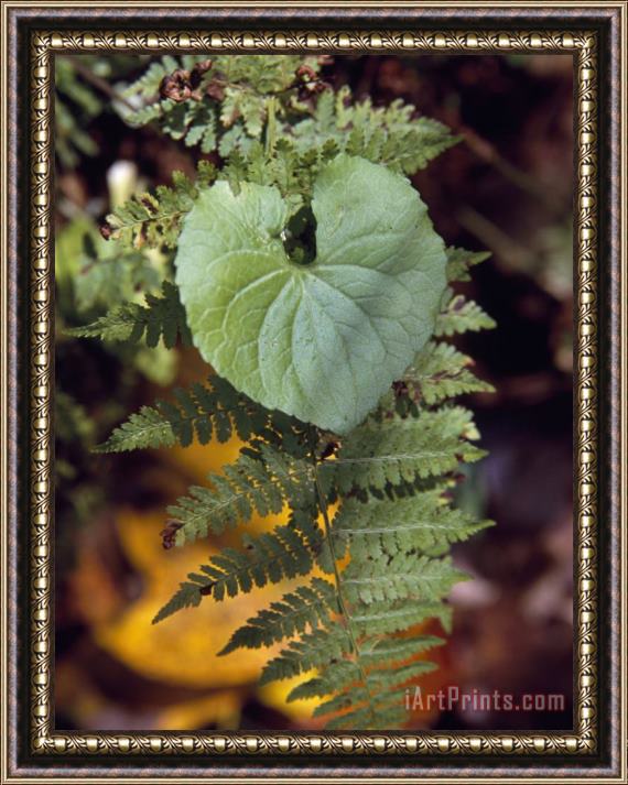 Raymond Gehman Fern Frond And a Heart Shaped Leaf in a Shady Woodland Setting Framed Print