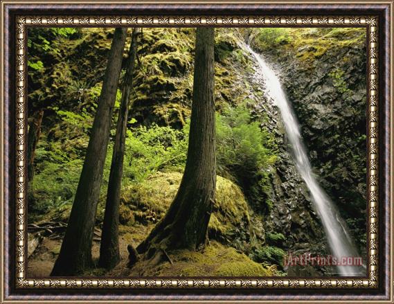 Raymond Gehman Ferns Grow on The Banks of a Woodland Waterfall Framed Painting