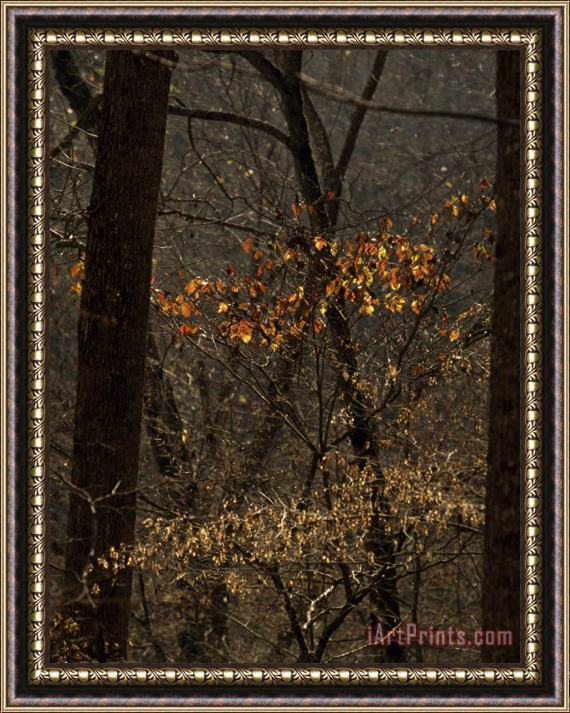 Raymond Gehman Few Remaining Leaves Clinging to a Tree in a Leaf Less Autumn Forest Framed Painting