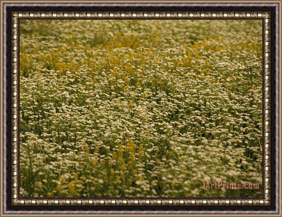 Raymond Gehman Field of Ragweed And Queen Anne's Lace in Bloom Framed Painting