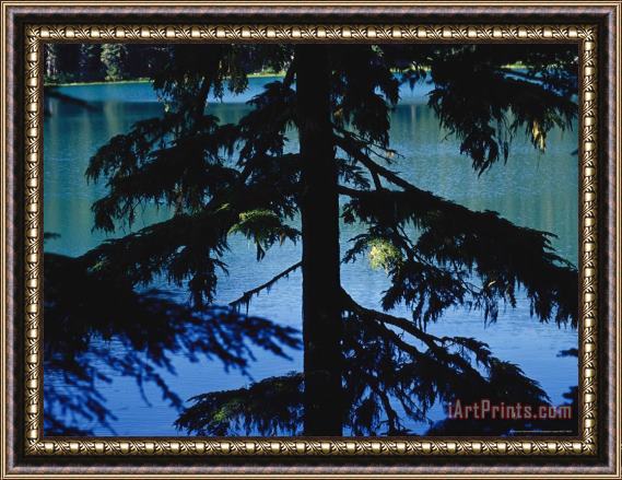 Raymond Gehman Fir Tree in Silhouette Partially Obscures a Blue Mountain Lake Framed Print