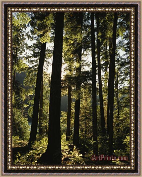Raymond Gehman Fir Trees Tower in a Northwest Forest Framed Painting