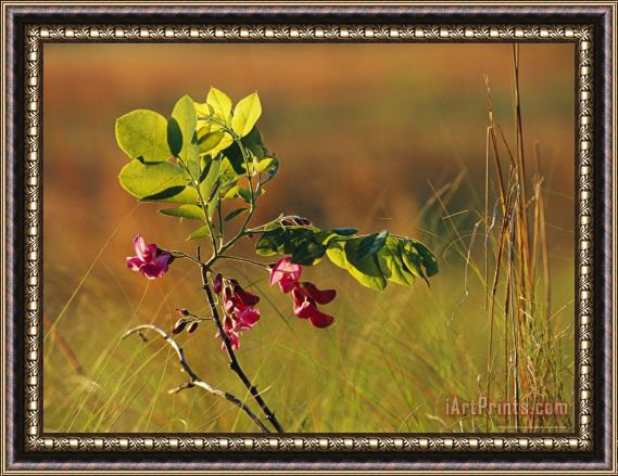 Raymond Gehman Flowers And Leaves of a Dwarf Locust Tree Framed Painting