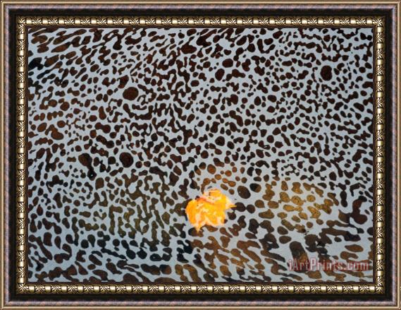 Raymond Gehman Foam Covers a Stray Leaf in a Brook at Cape Breton Framed Painting