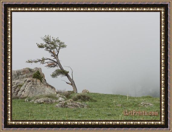 Raymond Gehman Fog Drifts Past a Windblown Tree Framed Print