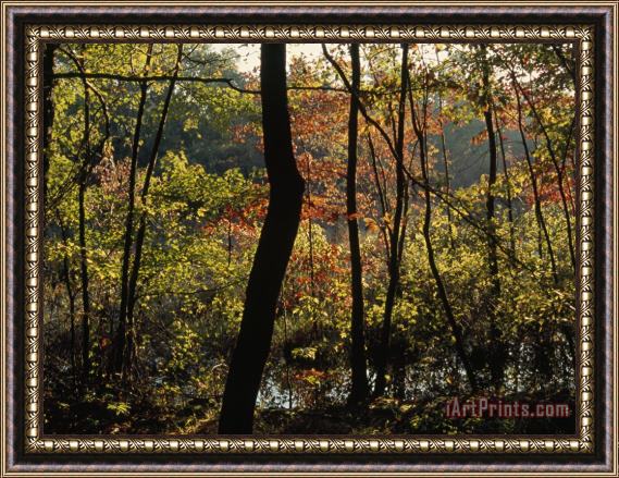 Raymond Gehman Forest of Dogwood And Maple Trees in Autumn Colors Framed Painting