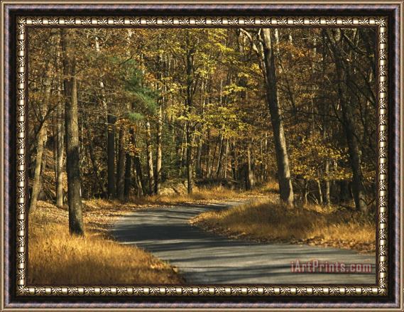 Raymond Gehman Forest Service Road Cuts Through George Washington National Forest Framed Painting
