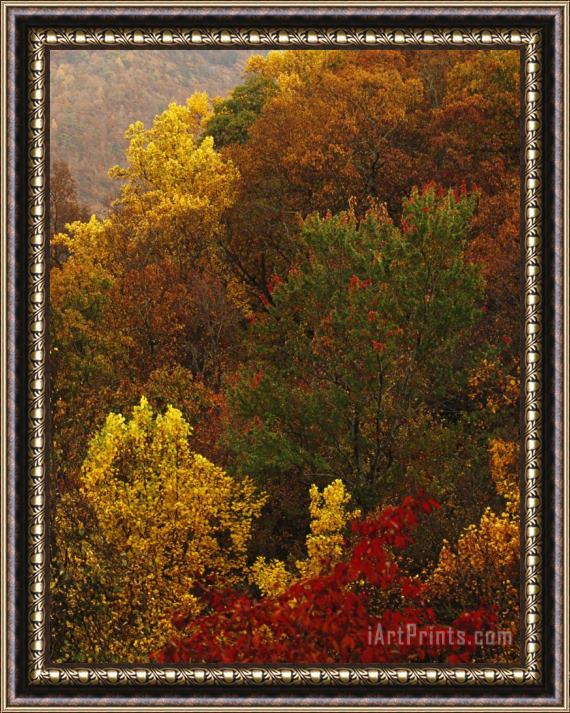 Raymond Gehman Forest Stand of Maples And Oaks in Autumn Hues on a Mountain Side Framed Print