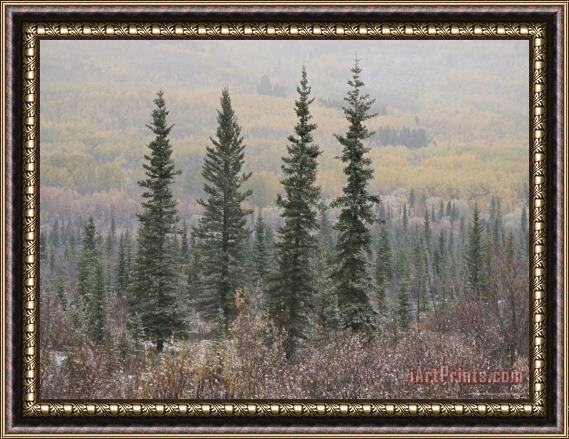 Raymond Gehman Four Tall Evergreens Stand in Front of a Backdrop of Autumn Colors Framed Print