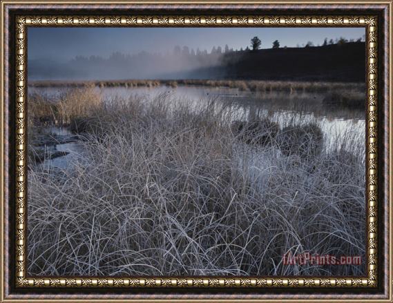 Raymond Gehman Frost Covered Grasses And Early Morning Mist Over Teton Marsh Area Framed Painting