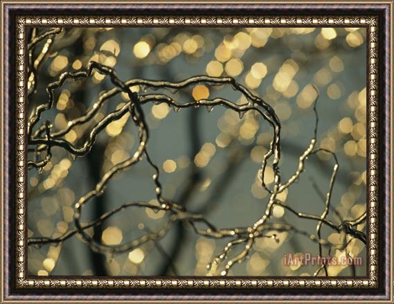 Raymond Gehman Frozen Twigs of a Corkscrew Willow Sparkle in The Sunlight Framed Painting